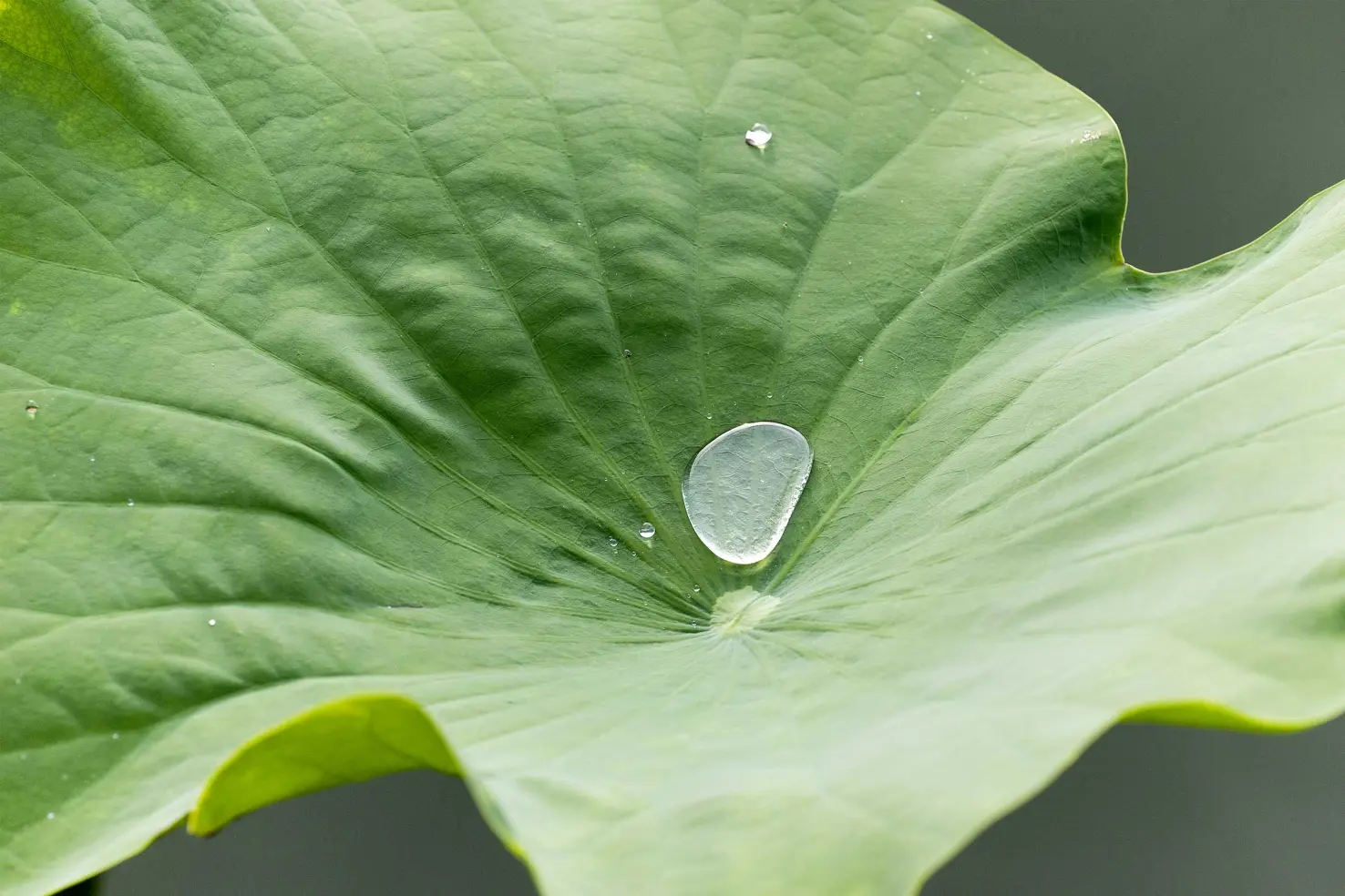 Vopseaua de fațadă Lotusan® cu Lotus-Effect® Technology